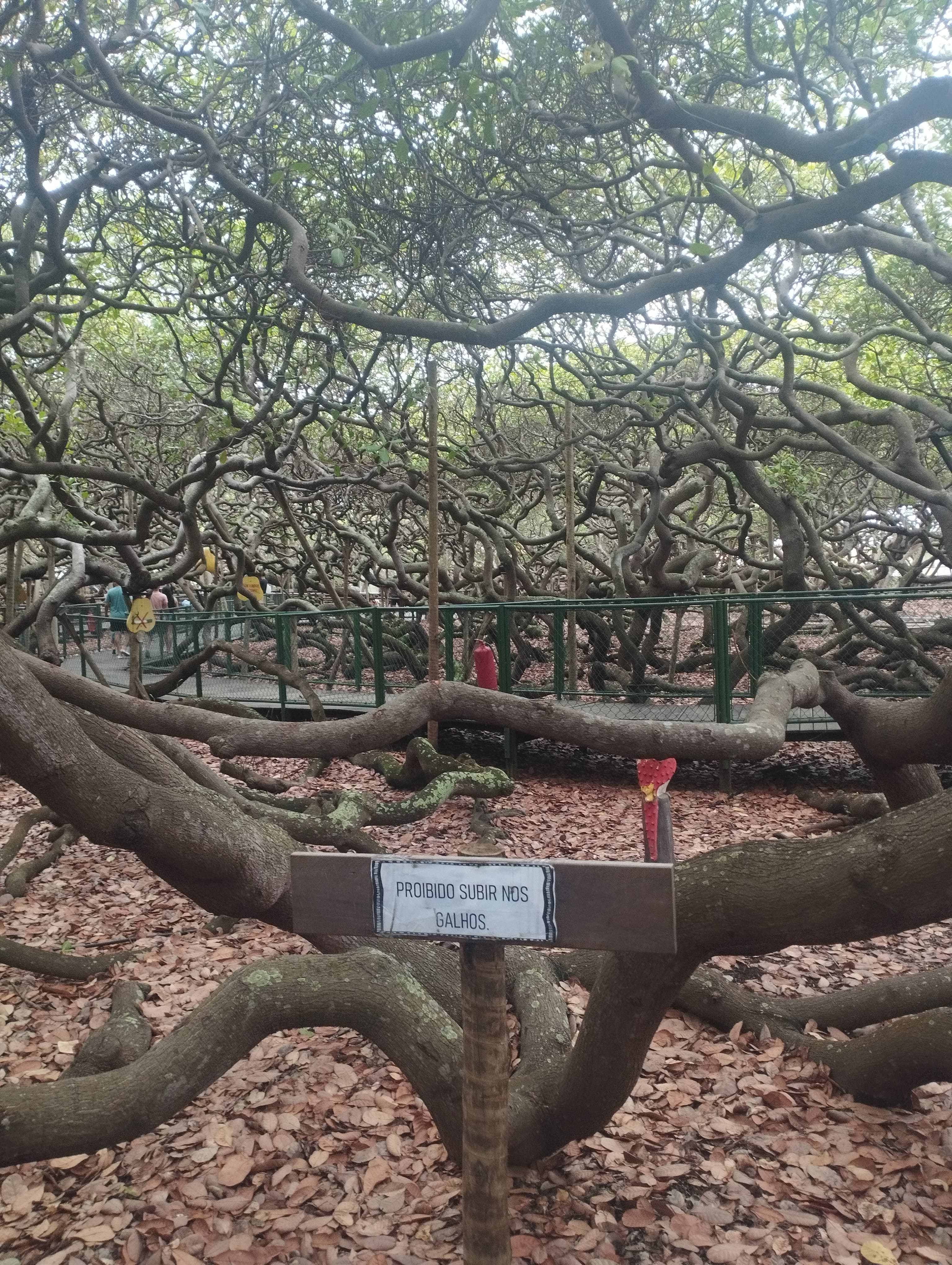 World's largest cashew tree