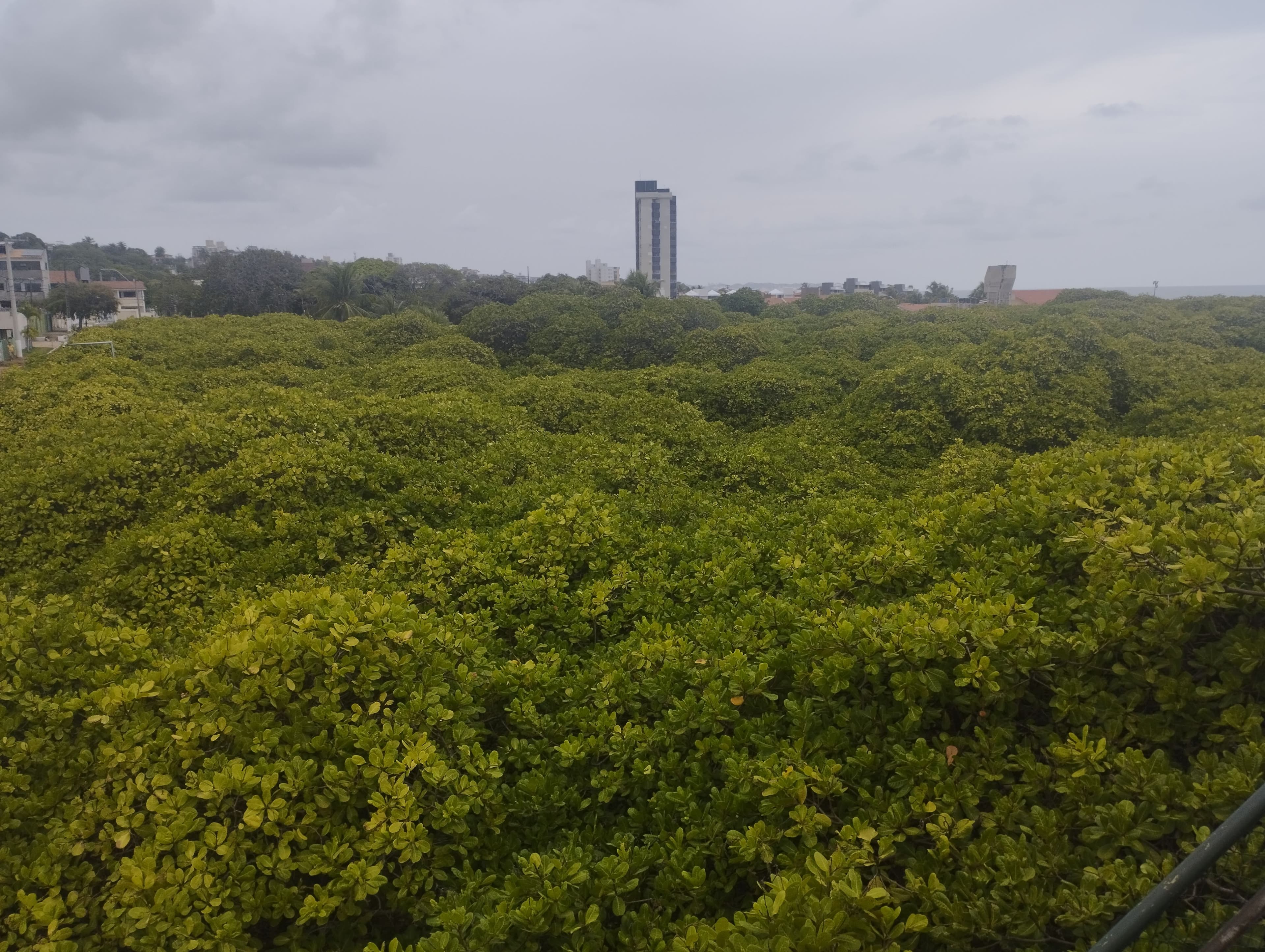 Panoramic view of the cashew tree